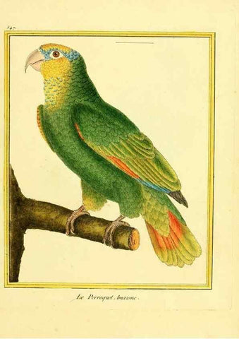 Reproducción/Reproduction 49640291172: Planches enluminées d'histoire naturelle. Paris? :s.n.,1765-1783?. 