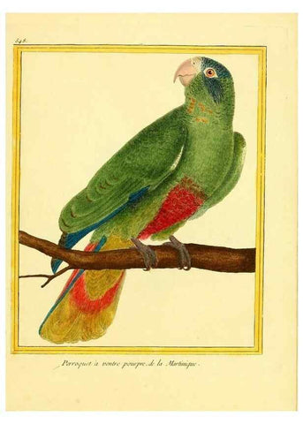 Reproducción/Reproduction 49640017981: Planches enluminées d'histoire naturelle. Paris? :s.n.,1765-1783?. 