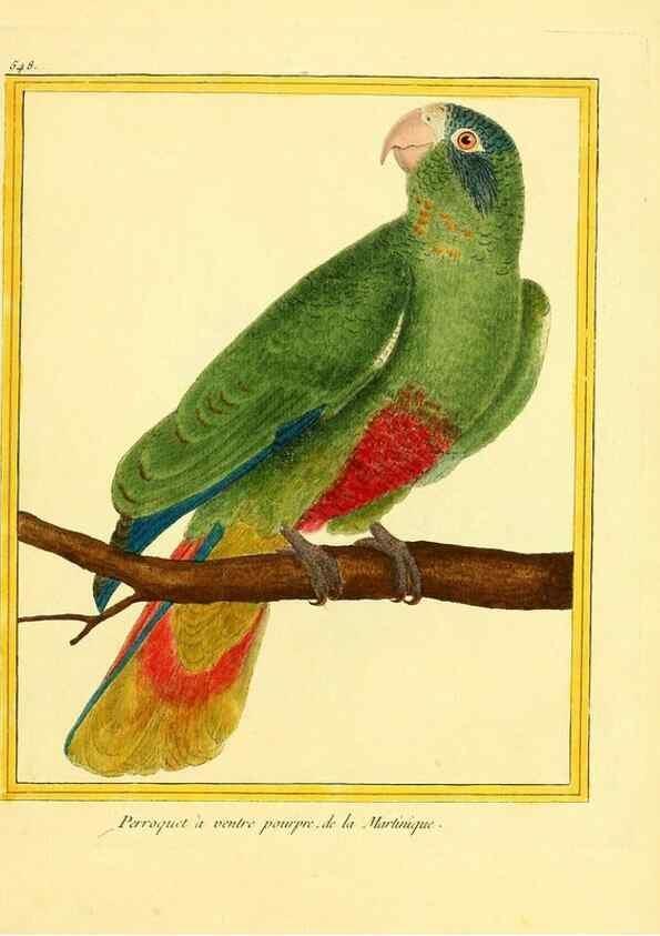 Reproducción/Reproduction 49640017981: Planches enluminées d'histoire naturelle. Paris? :s.n.,1765-1783?. 
