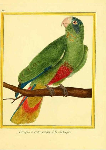 Reproducción/Reproduction 49640017981: Planches enluminées d'histoire naturelle. Paris? :s.n.,1765-1783?. 