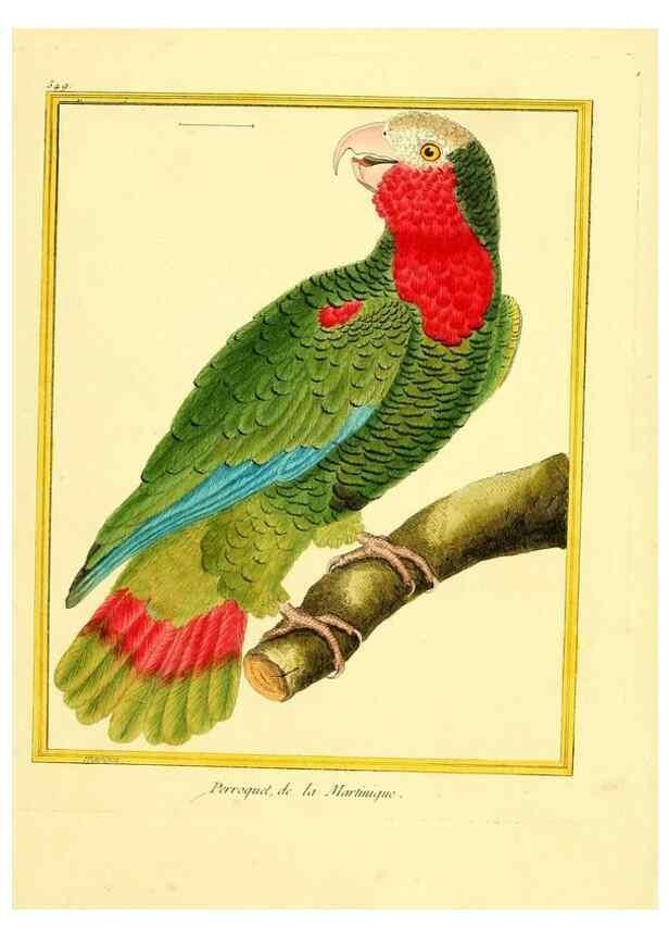 Reproducción/Reproduction 49640291672: Planches enluminées d'histoire naturelle. Paris? :s.n.,1765-1783?. 