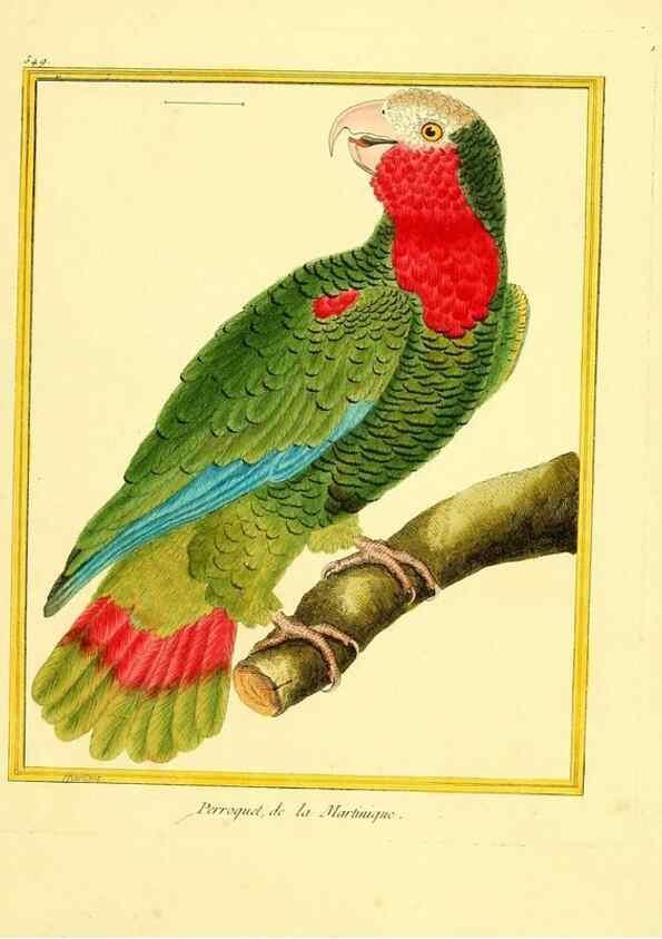 Reproducción/Reproduction 49640291672: Planches enluminées d'histoire naturelle. Paris? :s.n.,1765-1783?. 