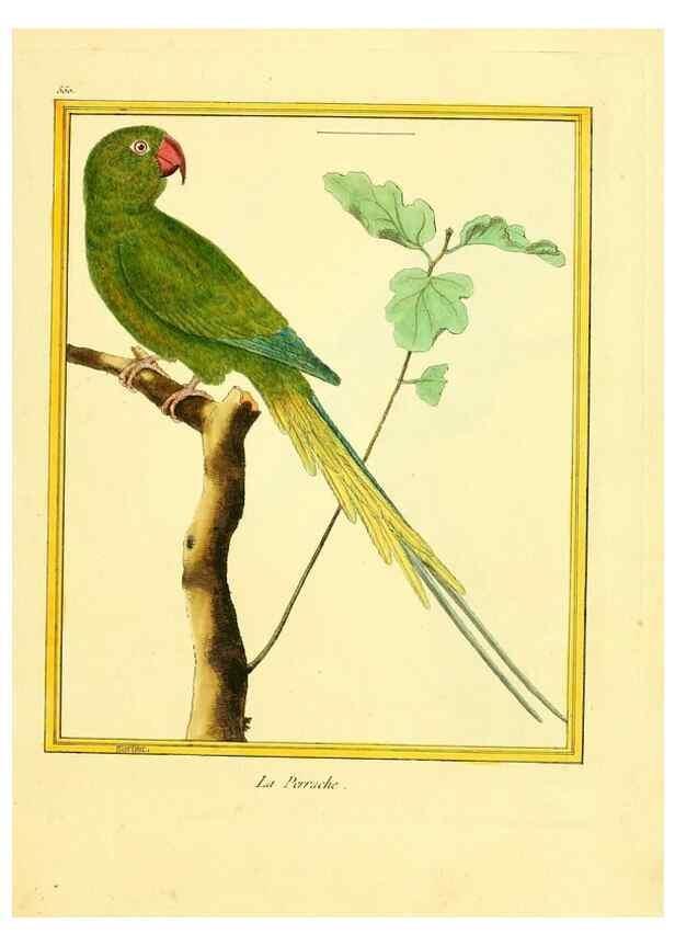 Reproducción/Reproduction 49640291932: Planches enluminées d'histoire naturelle. Paris? :s.n.,1765-1783?. 