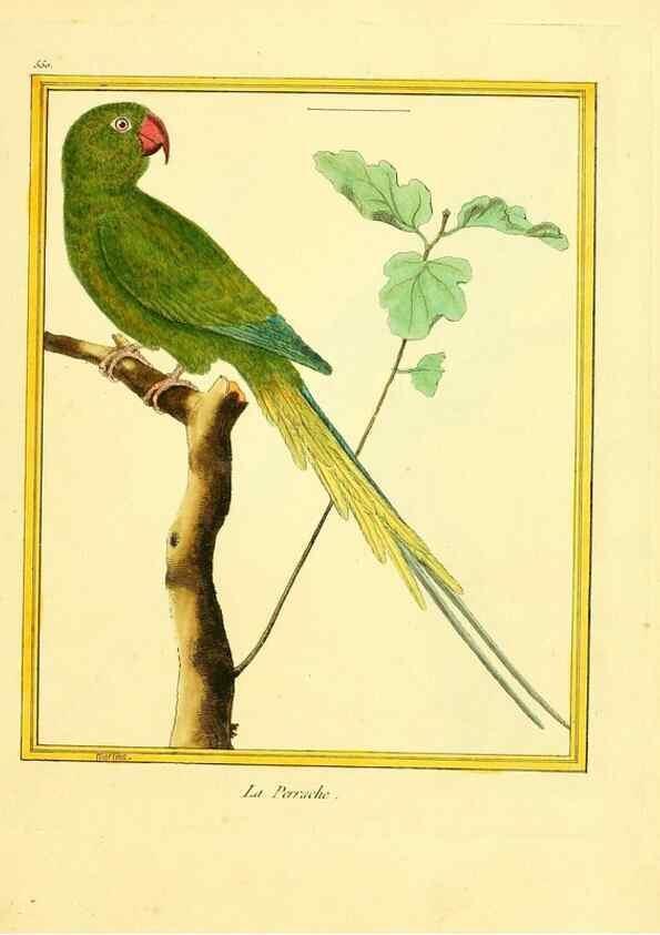 Reproducción/Reproduction 49640291932: Planches enluminées d'histoire naturelle. Paris? :s.n.,1765-1783?. 