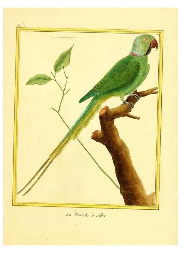 Reproducción/Reproduction 49640018856: Planches enluminées d'histoire naturelle. Paris? :s.n.,1765-1783?. 