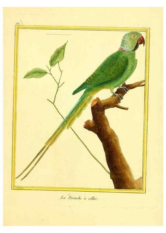 Reproducción/Reproduction 49640018856: Planches enluminées d'histoire naturelle. Paris? :s.n.,1765-1783?. 