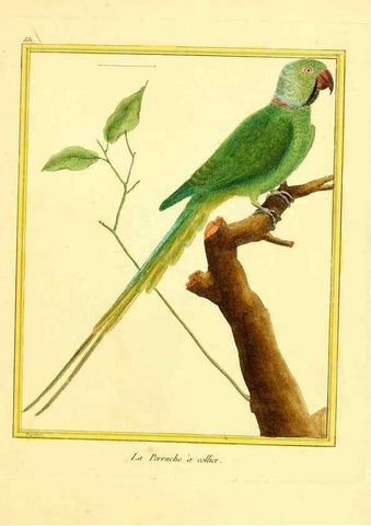 Reproducción/Reproduction 49640018856: Planches enluminées d'histoire naturelle. Paris? :s.n.,1765-1783?. 