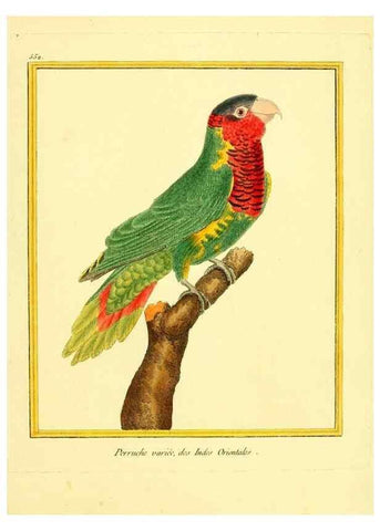 Reproducción/Reproduction 49639494828: Planches enluminées d'histoire naturelle. Paris? :s.n.,1765-1783?. 