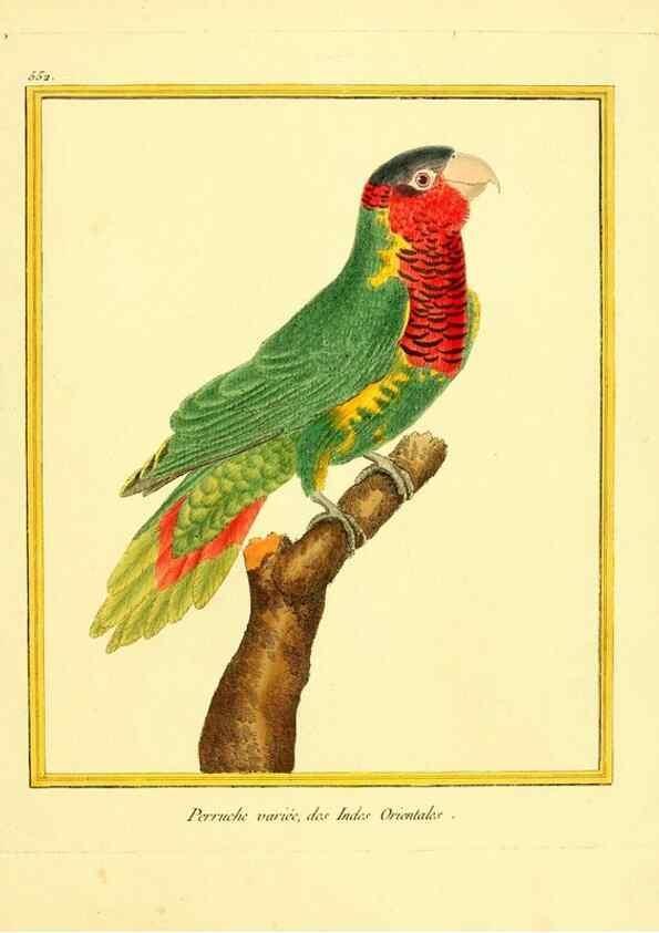Reproducción/Reproduction 49639494828: Planches enluminées d'histoire naturelle. Paris? :s.n.,1765-1783?. 