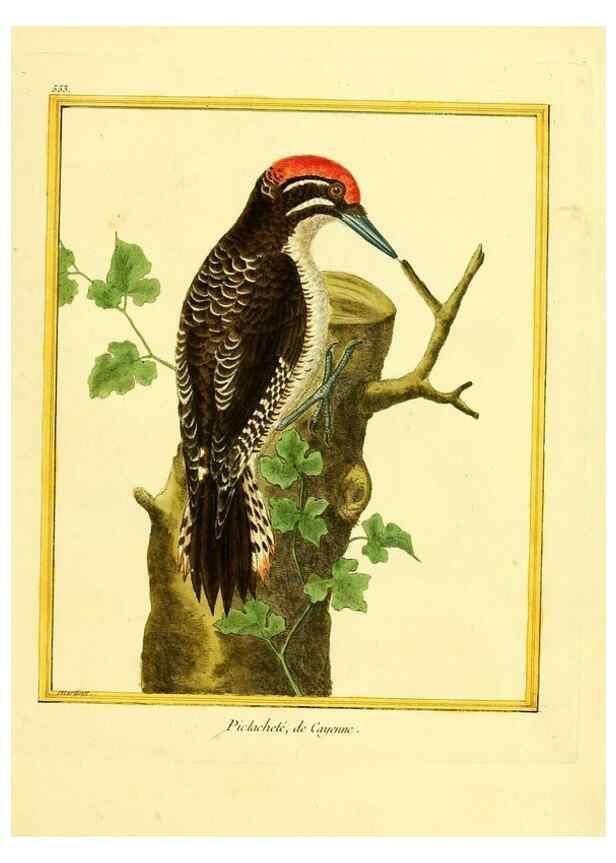 Reproducción/Reproduction 49640019406: Planches enluminées d'histoire naturelle. Paris? :s.n.,1765-1783?. 