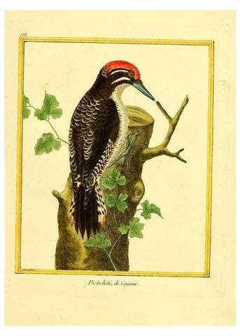 Reproducción/Reproduction 49640019406: Planches enluminées d'histoire naturelle. Paris? :s.n.,1765-1783?. 