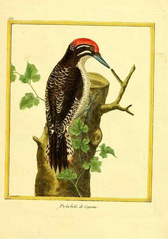 Reproducción/Reproduction 49640019406: Planches enluminées d'histoire naturelle. Paris? :s.n.,1765-1783?. 