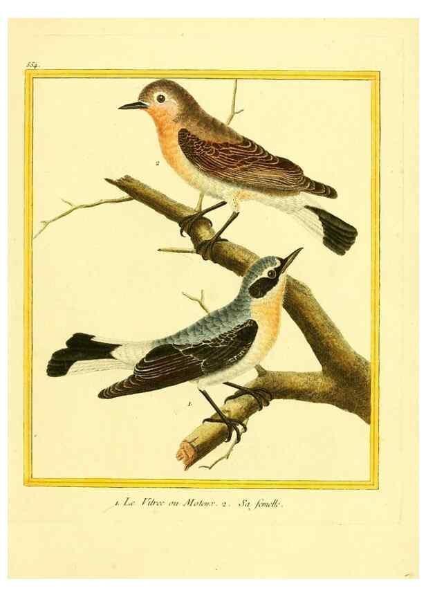 Reproducción/Reproduction 49640293077: Planches enluminées d'histoire naturelle. Paris? :s.n.,1765-1783?. 