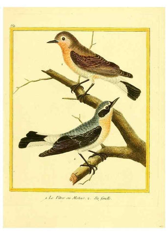 Reproducción/Reproduction 49640293077: Planches enluminées d'histoire naturelle. Paris? :s.n.,1765-1783?. 