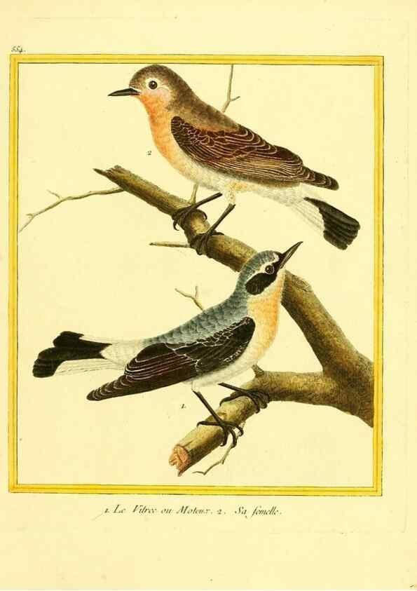 Reproducción/Reproduction 49640293077: Planches enluminées d'histoire naturelle. Paris? :s.n.,1765-1783?. 