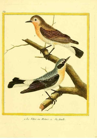 Reproducción/Reproduction 49640293077: Planches enluminées d'histoire naturelle. Paris? :s.n.,1765-1783?. 