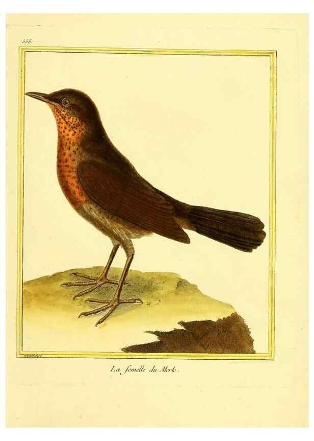 Reproducción/Reproduction 49640019871: Planches enluminées d'histoire naturelle. Paris? :s.n.,1765-1783?. 