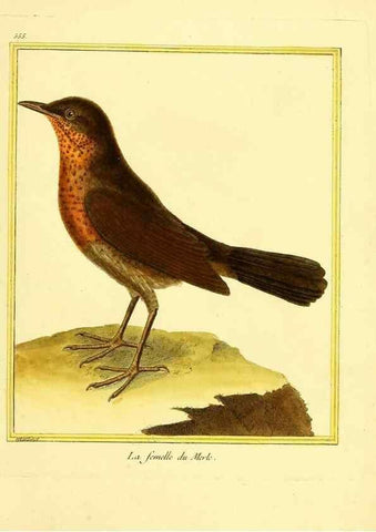 Reproducción/Reproduction 49640019871: Planches enluminées d'histoire naturelle. Paris? :s.n.,1765-1783?. 