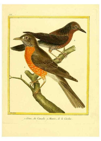 Reproducción/Reproduction 49640020166: Planches enluminées d'histoire naturelle. Paris? :s.n.,1765-1783?. 