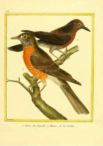 Reproducción/Reproduction 49640020166: Planches enluminées d'histoire naturelle. Paris? :s.n.,1765-1783?. 