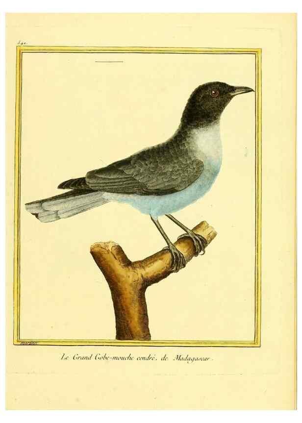 Reproducción/Reproduction 49639491843: Planches enluminées d'histoire naturelle. Paris? :s.n.,1765-1783?. 