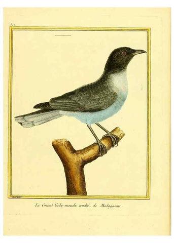 Reproducción/Reproduction 49639491843: Planches enluminées d'histoire naturelle. Paris? :s.n.,1765-1783?. 