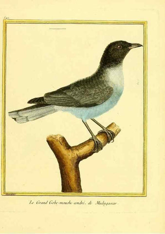 Reproducción/Reproduction 49639491843: Planches enluminées d'histoire naturelle. Paris? :s.n.,1765-1783?. 