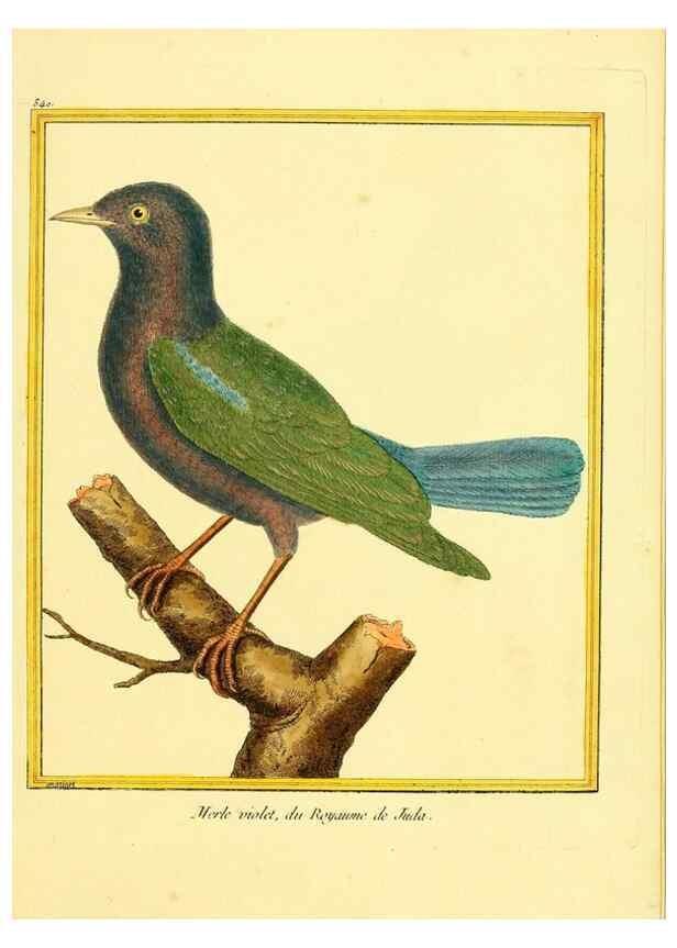 Reproducción/Reproduction 49640015826: Planches enluminées d'histoire naturelle. Paris? :s.n.,1765-1783?. 