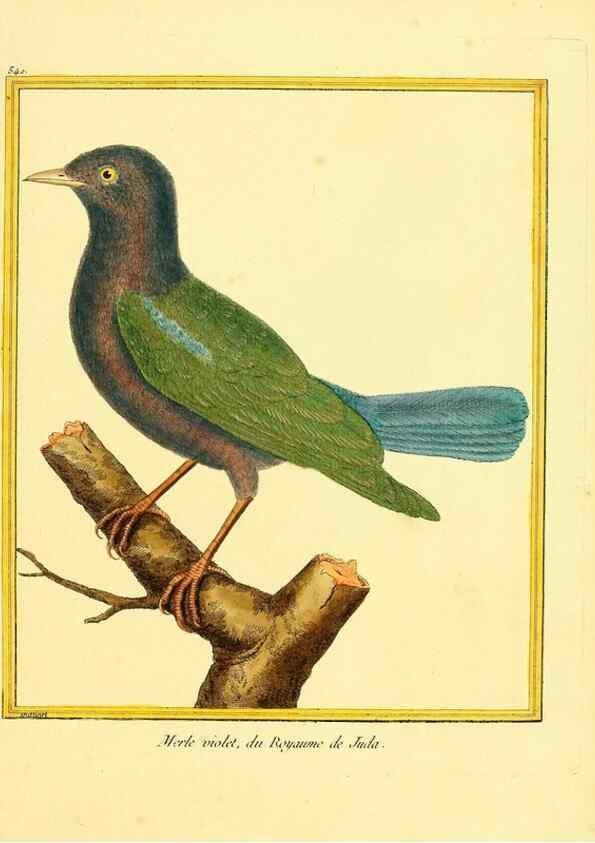 Reproducción/Reproduction 49640015826: Planches enluminées d'histoire naturelle. Paris? :s.n.,1765-1783?. 
