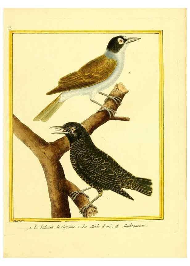 Reproducción/Reproduction 49640288967: Planches enluminées d'histoire naturelle. Paris? :s.n.,1765-1783?. 
