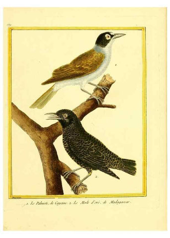 Reproducción/Reproduction 49640288967: Planches enluminées d'histoire naturelle. Paris? :s.n.,1765-1783?. 