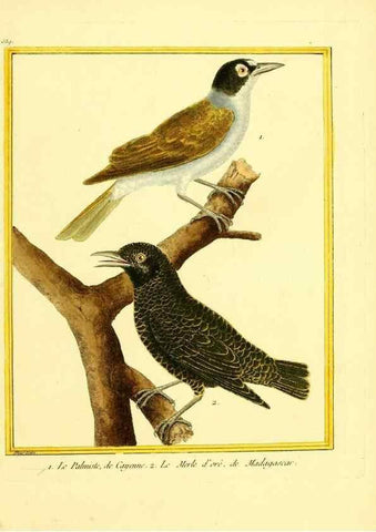 Reproducción/Reproduction 49640288967: Planches enluminées d'histoire naturelle. Paris? :s.n.,1765-1783?. 