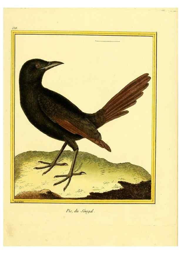 Reproducción/Reproduction 49640288752: Planches enluminées d'histoire naturelle. Paris? :s.n.,1765-1783?. 