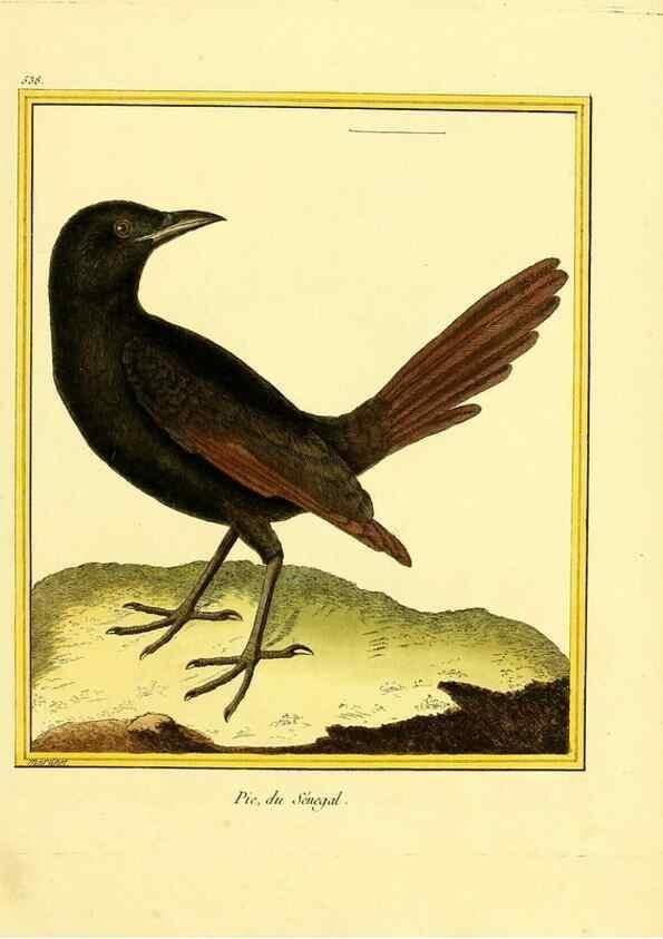 Reproducción/Reproduction 49640288752: Planches enluminées d'histoire naturelle. Paris? :s.n.,1765-1783?. 