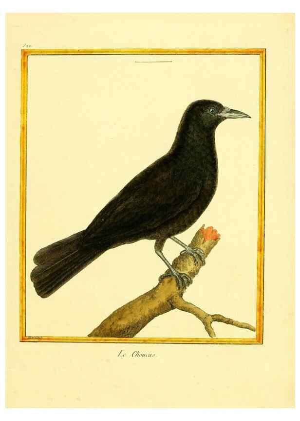 Reproducción/Reproduction 49640011166: Planches enluminées d'histoire naturelle. Paris? :s.n.,1765-1783?. 