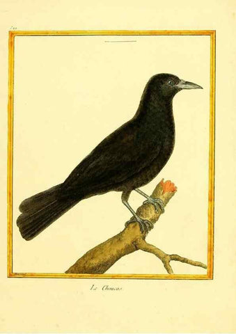Reproducción/Reproduction 49640011166: Planches enluminées d'histoire naturelle. Paris? :s.n.,1765-1783?. 