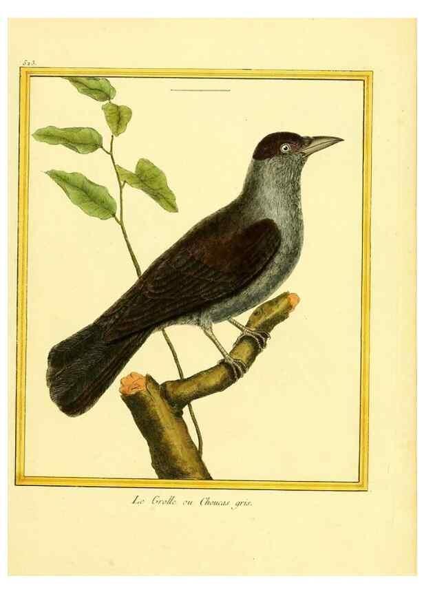 Reproducción/Reproduction 49640284902: Planches enluminées d'histoire naturelle. Paris? :s.n.,1765-1783?. 