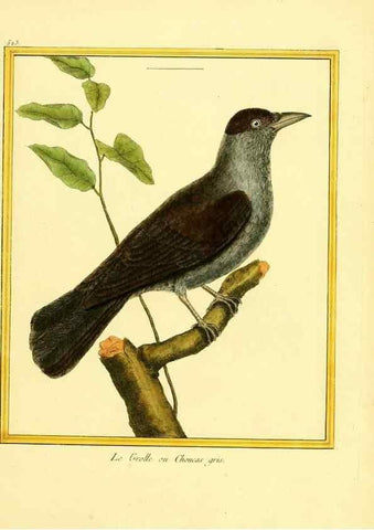 Reproducción/Reproduction 49640284902: Planches enluminées d'histoire naturelle. Paris? :s.n.,1765-1783?. 