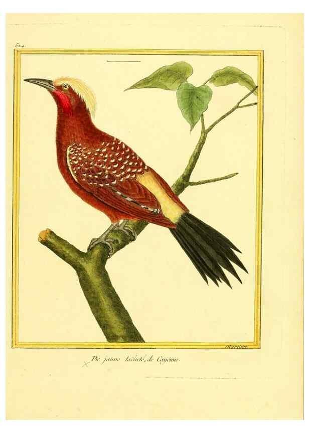 Reproducción/Reproduction 49639487653: Planches enluminées d'histoire naturelle. Paris? :s.n.,1765-1783?. 