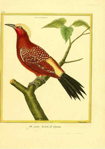 Reproducción/Reproduction 49639487653: Planches enluminées d'histoire naturelle. Paris? :s.n.,1765-1783?. 