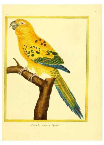 Reproducción/Reproduction 49639487883: Planches enluminées d'histoire naturelle. Paris? :s.n.,1765-1783?. 