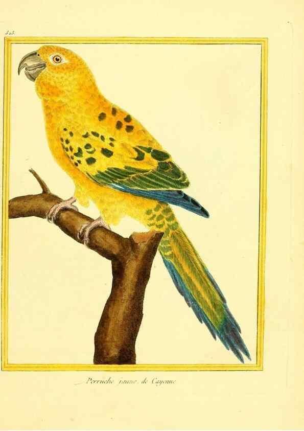 Reproducción/Reproduction 49639487883: Planches enluminées d'histoire naturelle. Paris? :s.n.,1765-1783?. 