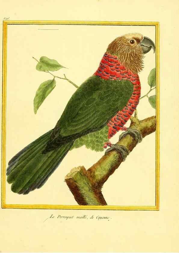 Reproducción/Reproduction 49640012296: Planches enluminées d'histoire naturelle. Paris? :s.n.,1765-1783?. 