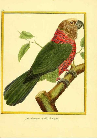 Reproducción/Reproduction 49640012296: Planches enluminées d'histoire naturelle. Paris? :s.n.,1765-1783?. 