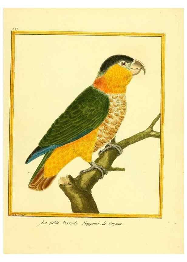 Reproducción/Reproduction 49640286092: Planches enluminées d'histoire naturelle. Paris? :s.n.,1765-1783?. 