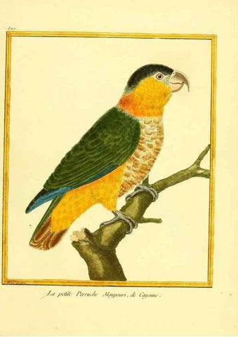 Reproducción/Reproduction 49640286092: Planches enluminées d'histoire naturelle. Paris? :s.n.,1765-1783?. 