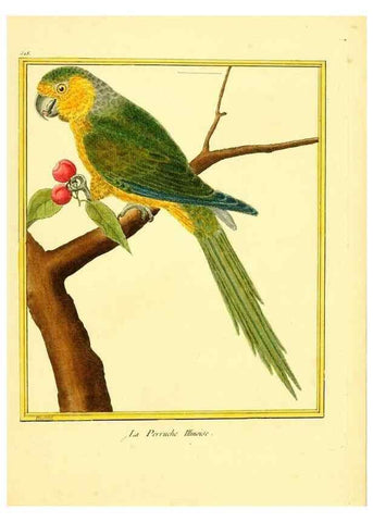 Reproducción/Reproduction 49640286392: Planches enluminées d'histoire naturelle. Paris? :s.n.,1765-1783?. 