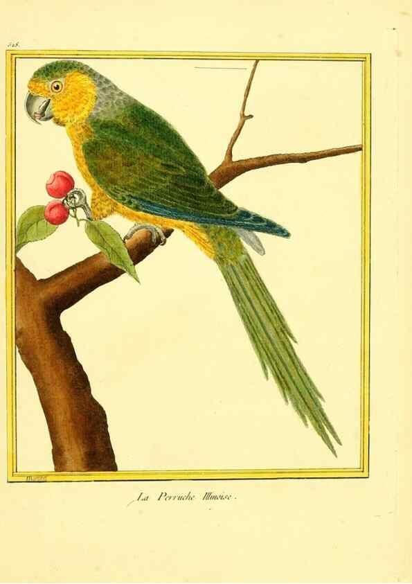 Reproducción/Reproduction 49640286392: Planches enluminées d'histoire naturelle. Paris? :s.n.,1765-1783?. 
