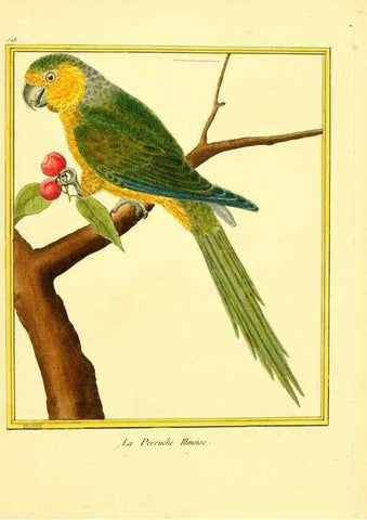 Reproducción/Reproduction 49640286392: Planches enluminées d'histoire naturelle. Paris? :s.n.,1765-1783?. 