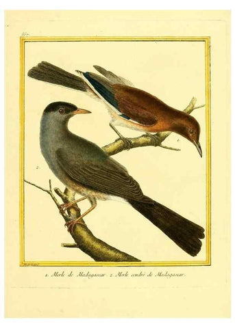 Reproducción/Reproduction 49640294262: Planches enluminées d'histoire naturelle. Paris? :s.n.,1765-1783?. 